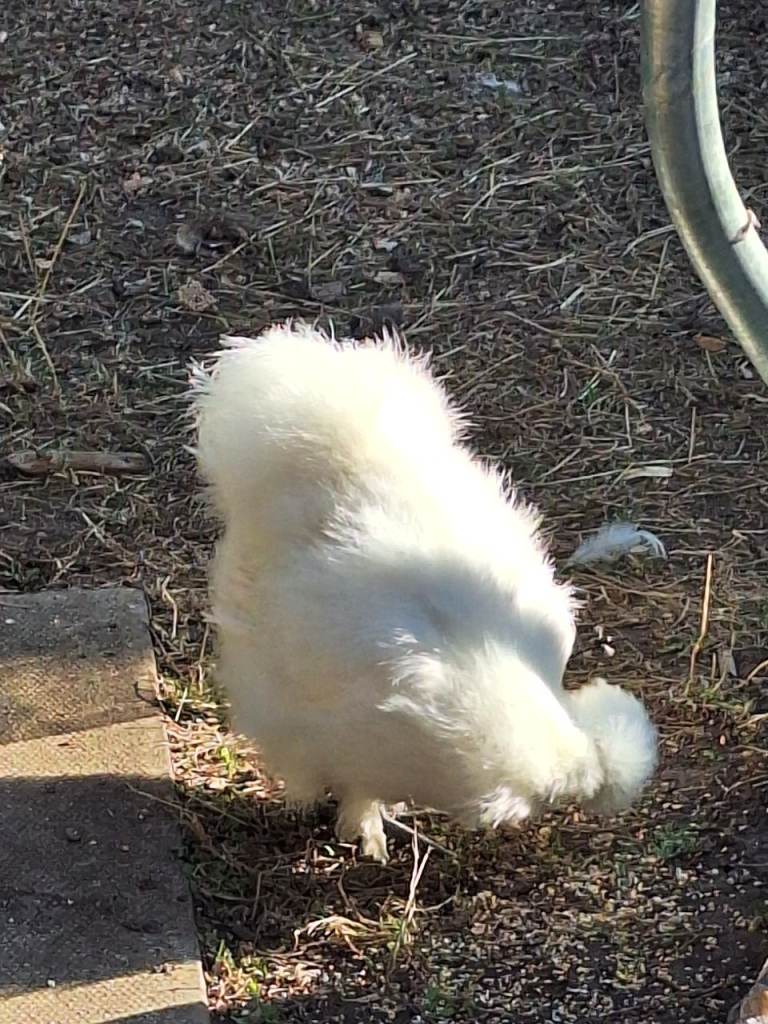 Luxury hen's for rehoming 