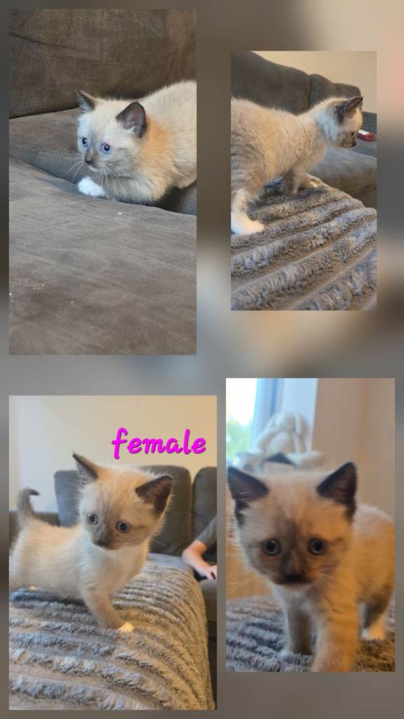 3 ragdoll kittens for sale