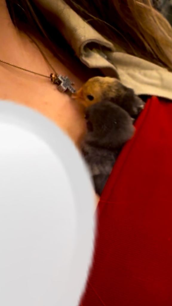 Adorable Dark Grey Chick/Bird – Very Young, Fluffy