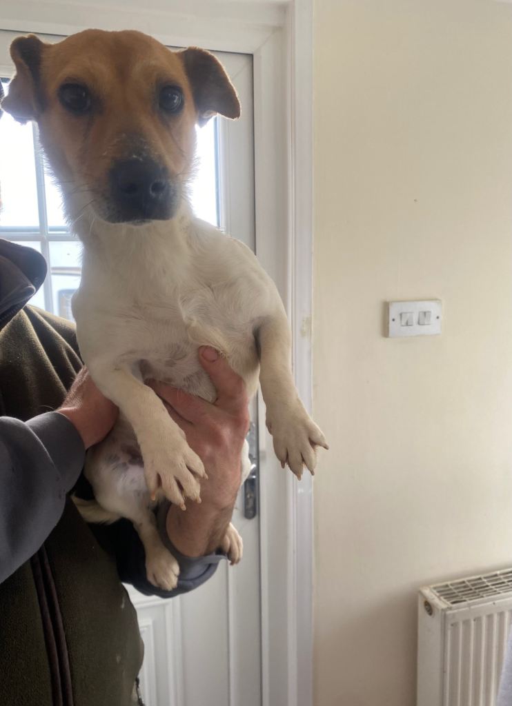 Jack Russell 