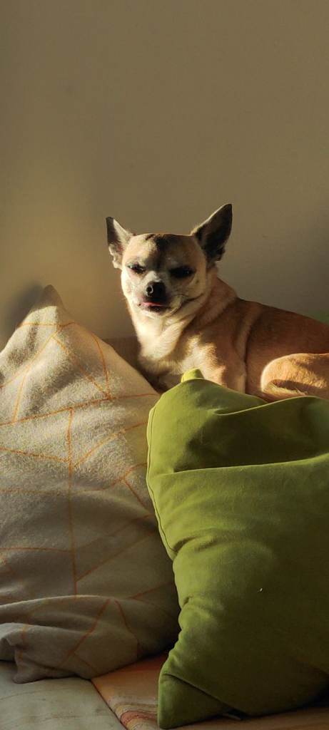 Loving chihuahua for someone with garden