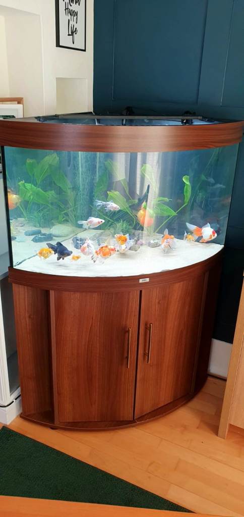 Reluctant rehoming of fancy goldfish