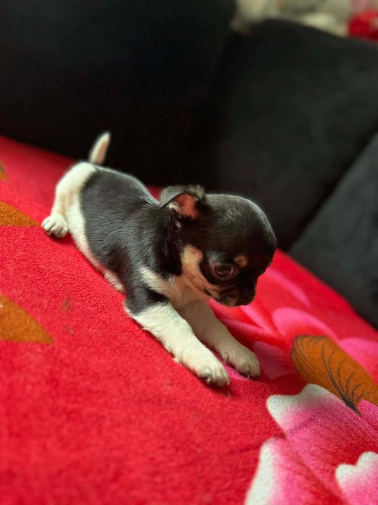 Pugs puppy's for sale and 2 females 