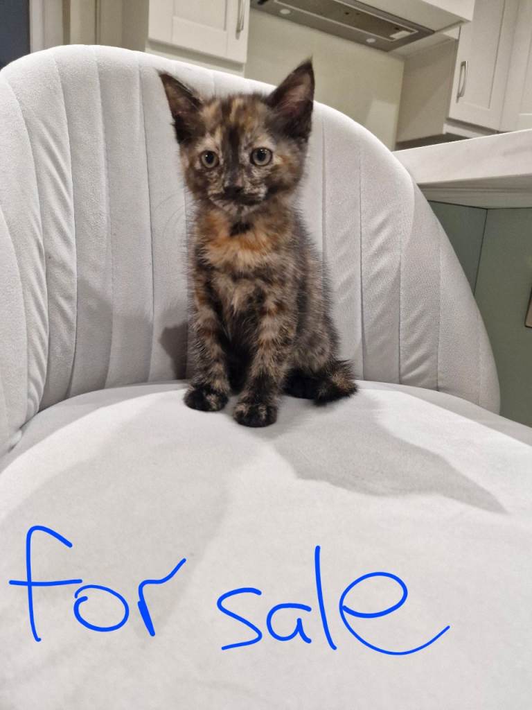 1 Gorgeous kitten left for sale
