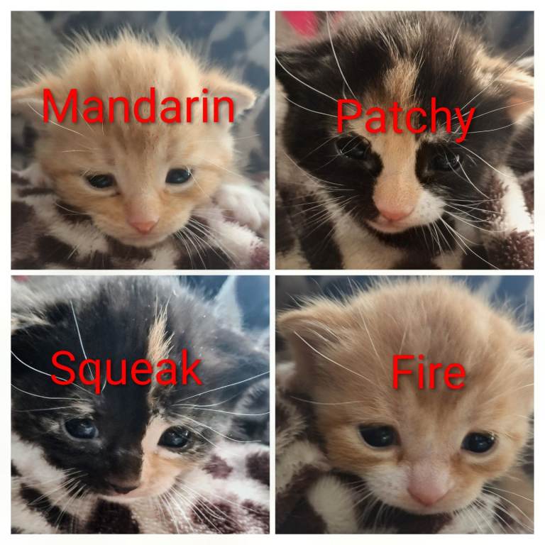 4 beautiful ginger and calico kittens for sale