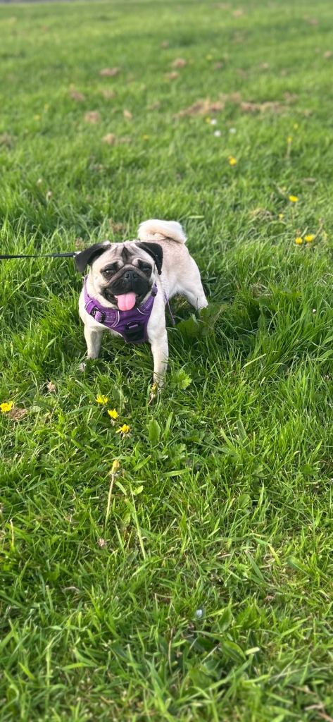 4 1/2 year old female pug