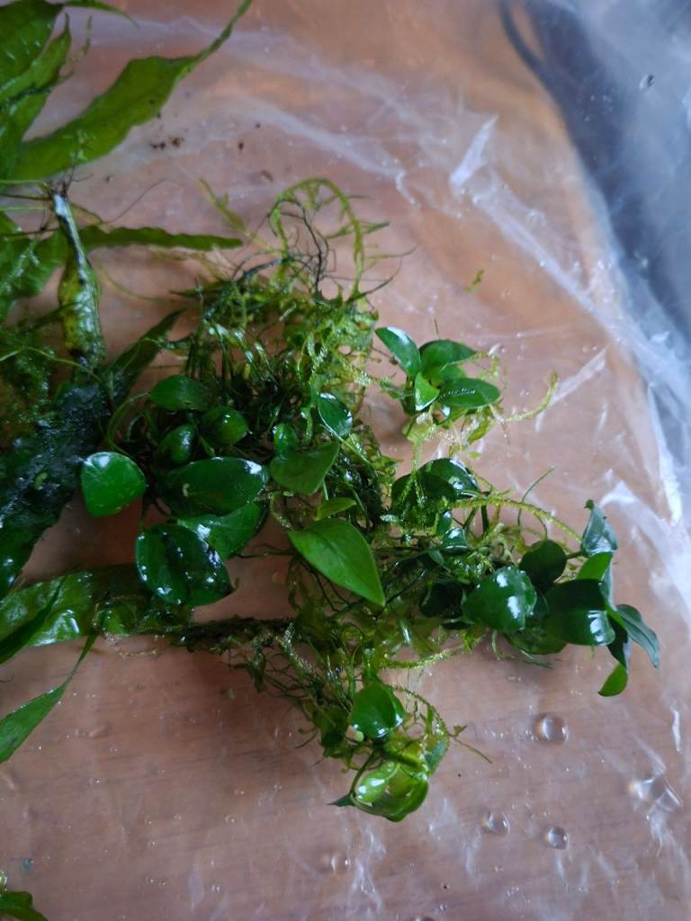 Bogwood and Plants, £50.00 for Sale in East End, Glasgow | Gumtree