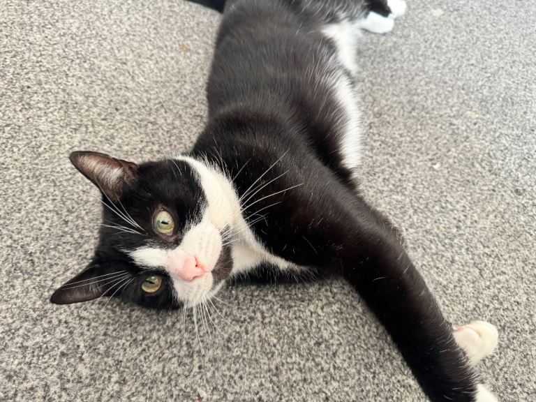 4 year old black and white cat for sale 