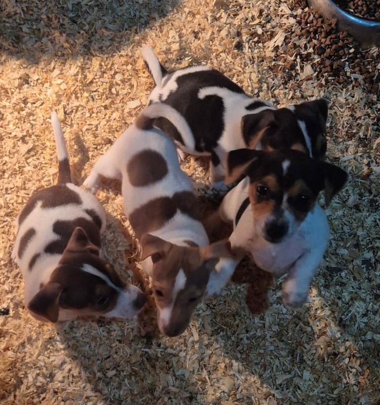 Jack Russell pups 