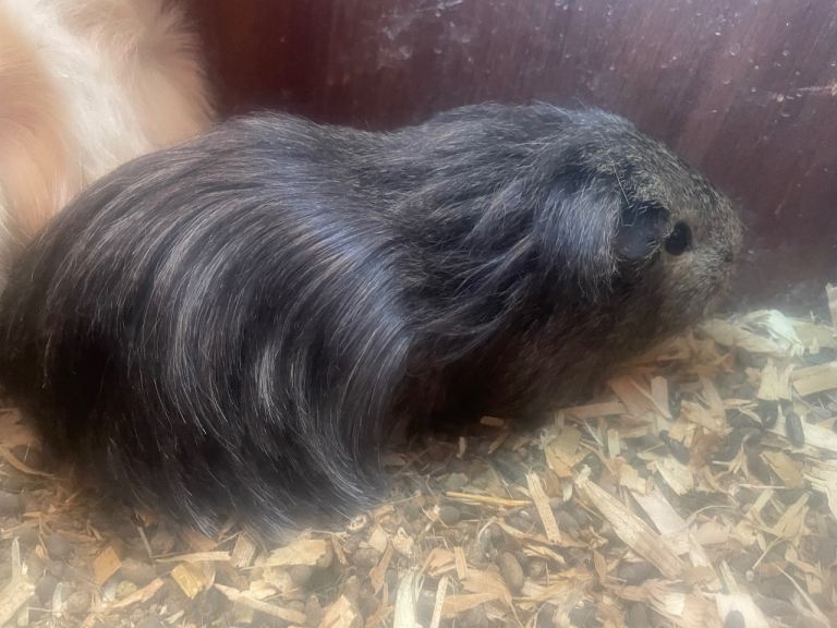 Female long haired Guinea pigs