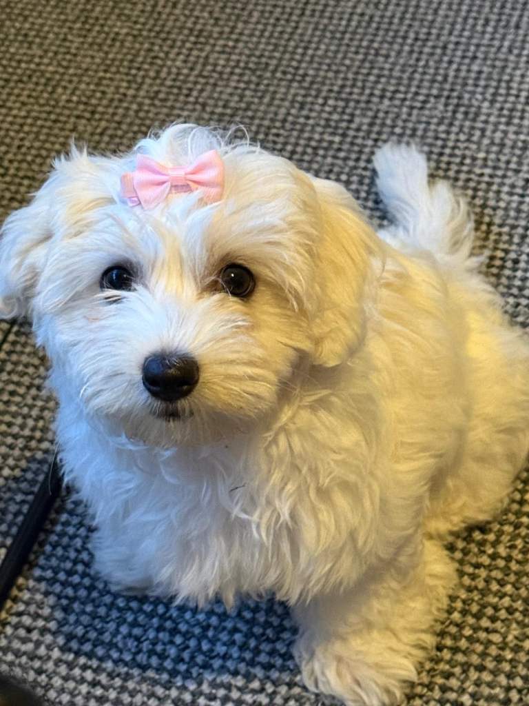 Adorable Maltese 3 month old Puppy 