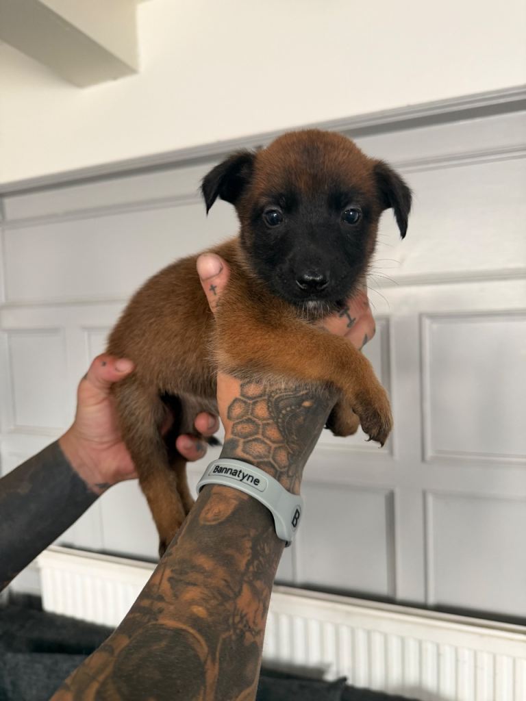 Belgian Malinois pups 