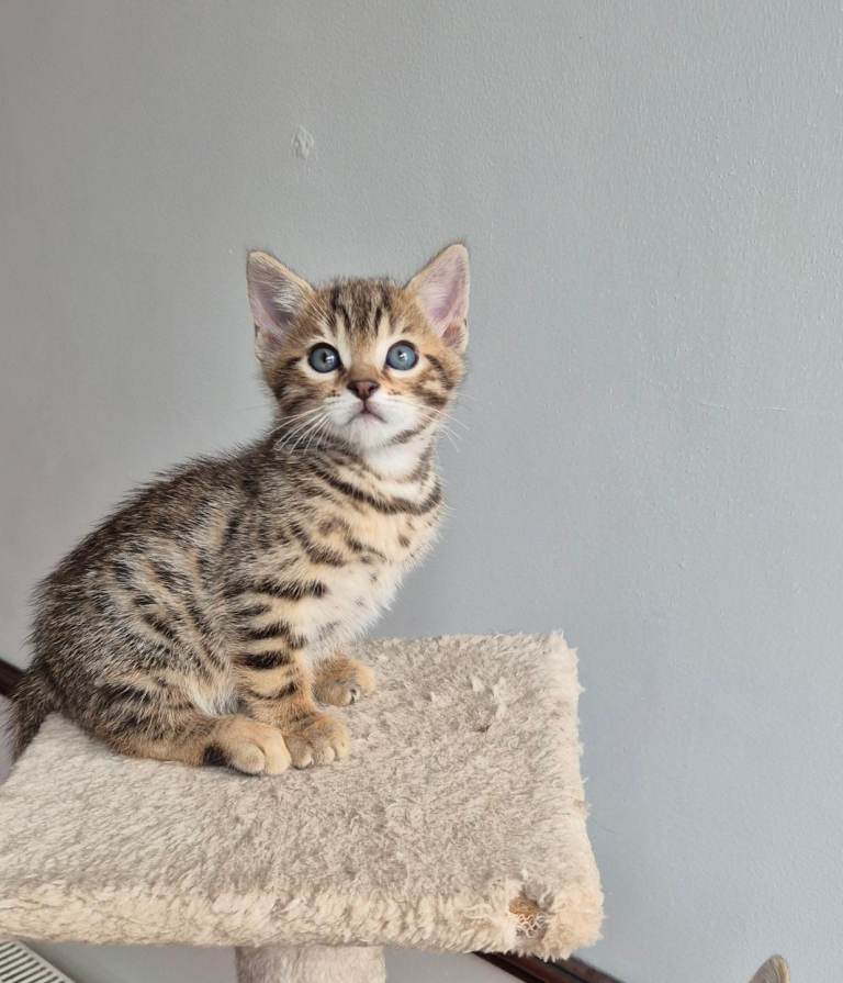 Bengal kittens 