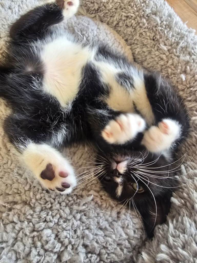 Black/brown tabby x bengul x tuxedo 