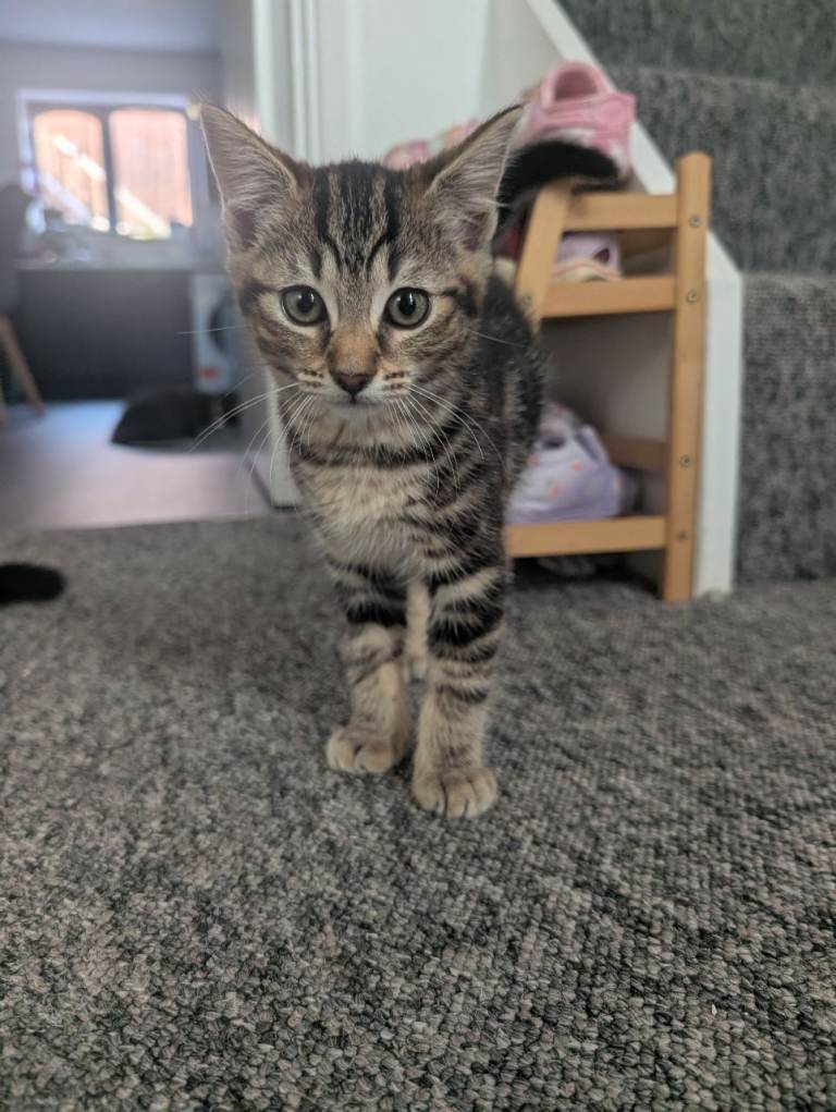 9 weeks old tabby kitten 