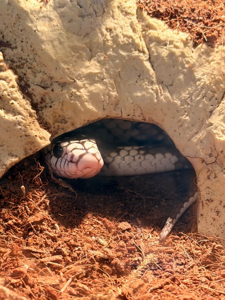 male cali king snake 