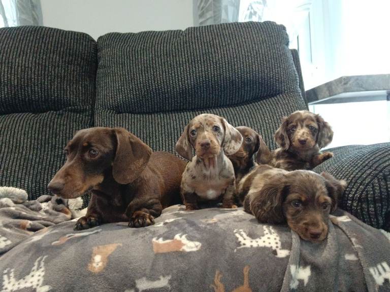 Miniature dapple dachshund puppies 