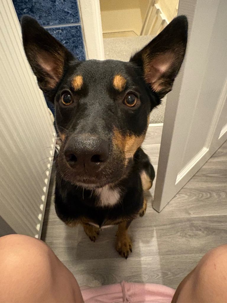 Kelpie x Border Collie 10 Month Old Puppy Rehoming