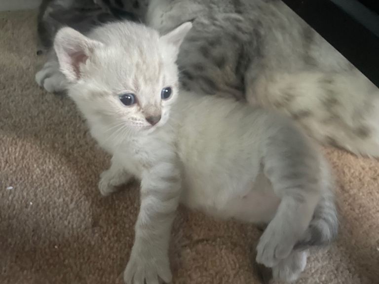 Beautiful bengal kittens for sale