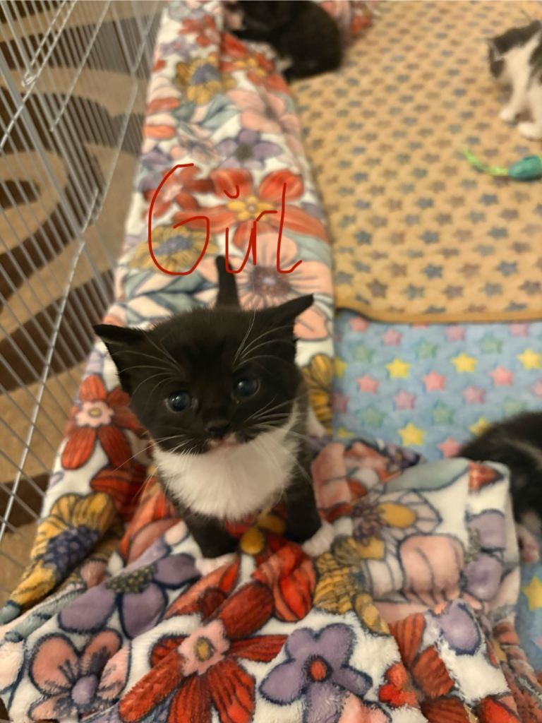 Kitten
