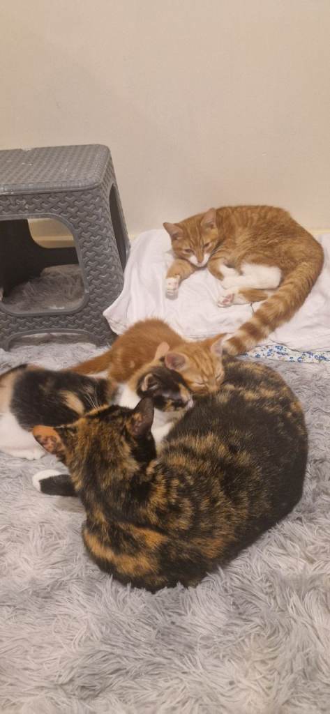 Cute kittens ready for new home