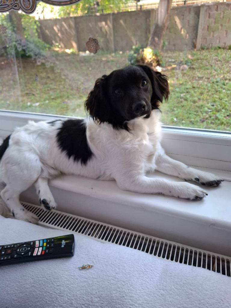 Dog for sale 