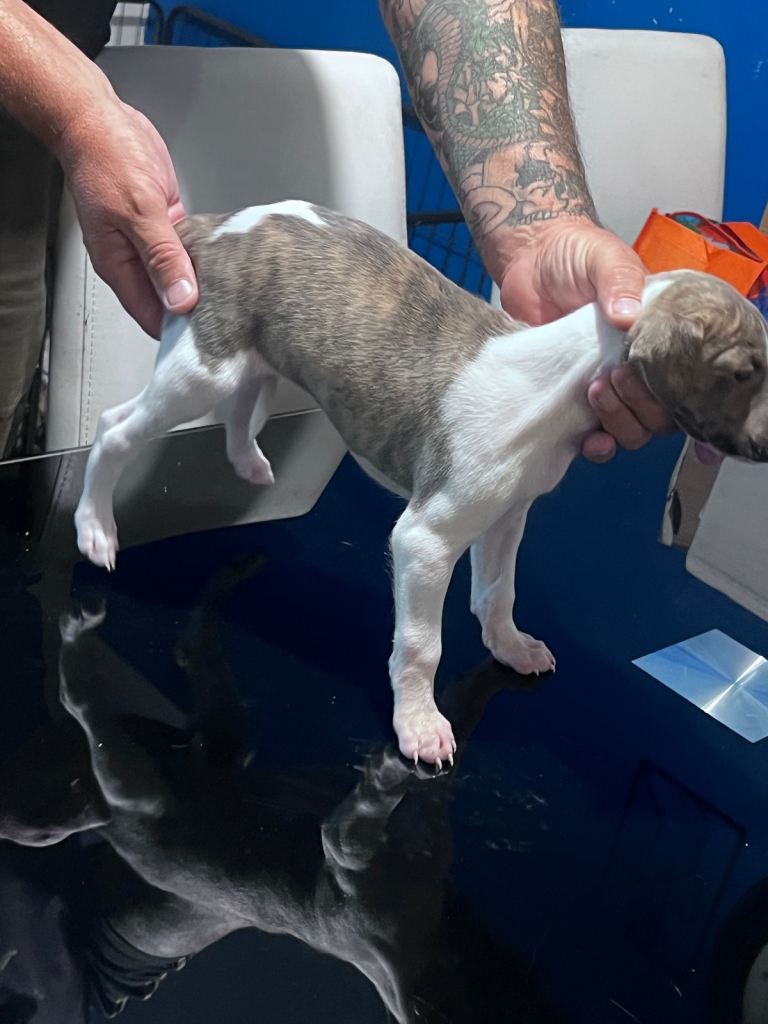 whippet puppies