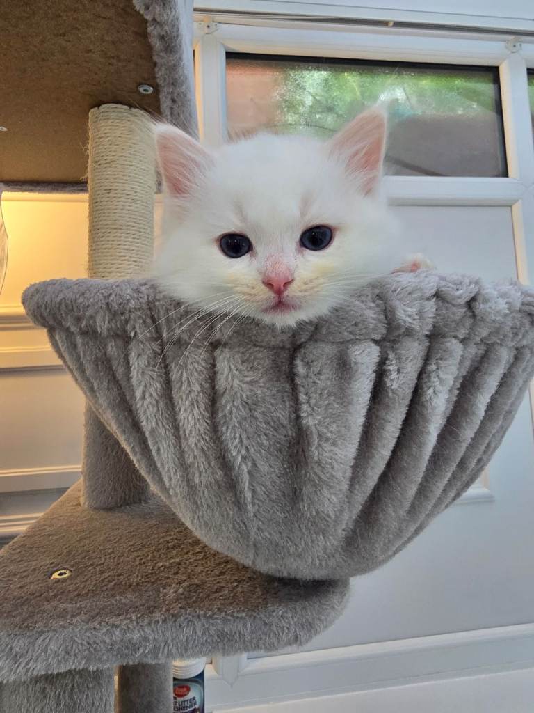 European bloodline ragdoll kittens 