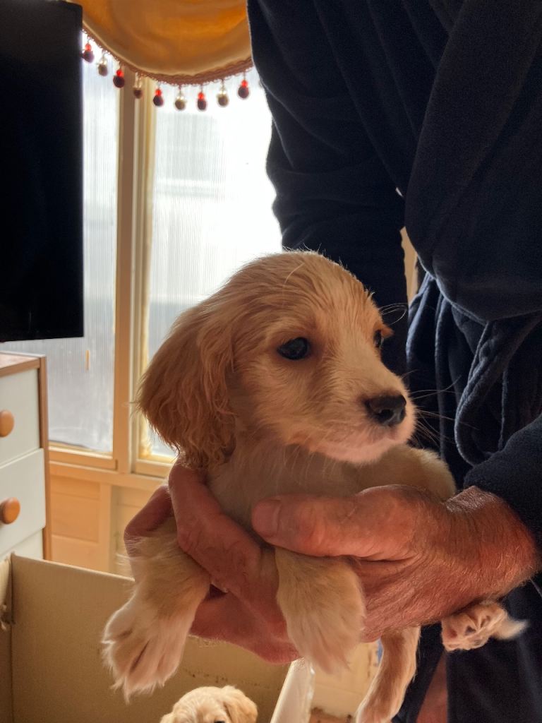  Cocker Spaniel puppies 2 boys are now available 