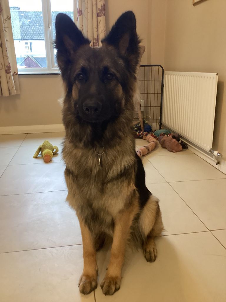 GSD Sable Female 16 months Looking for forever home. 5th Gen KC 
