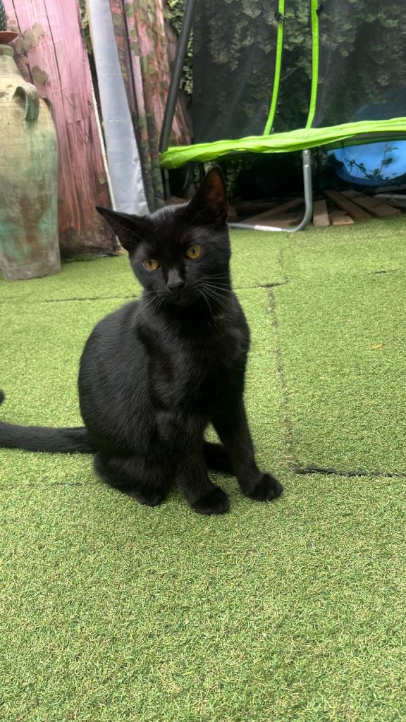 Black cat with bright yellow eyes