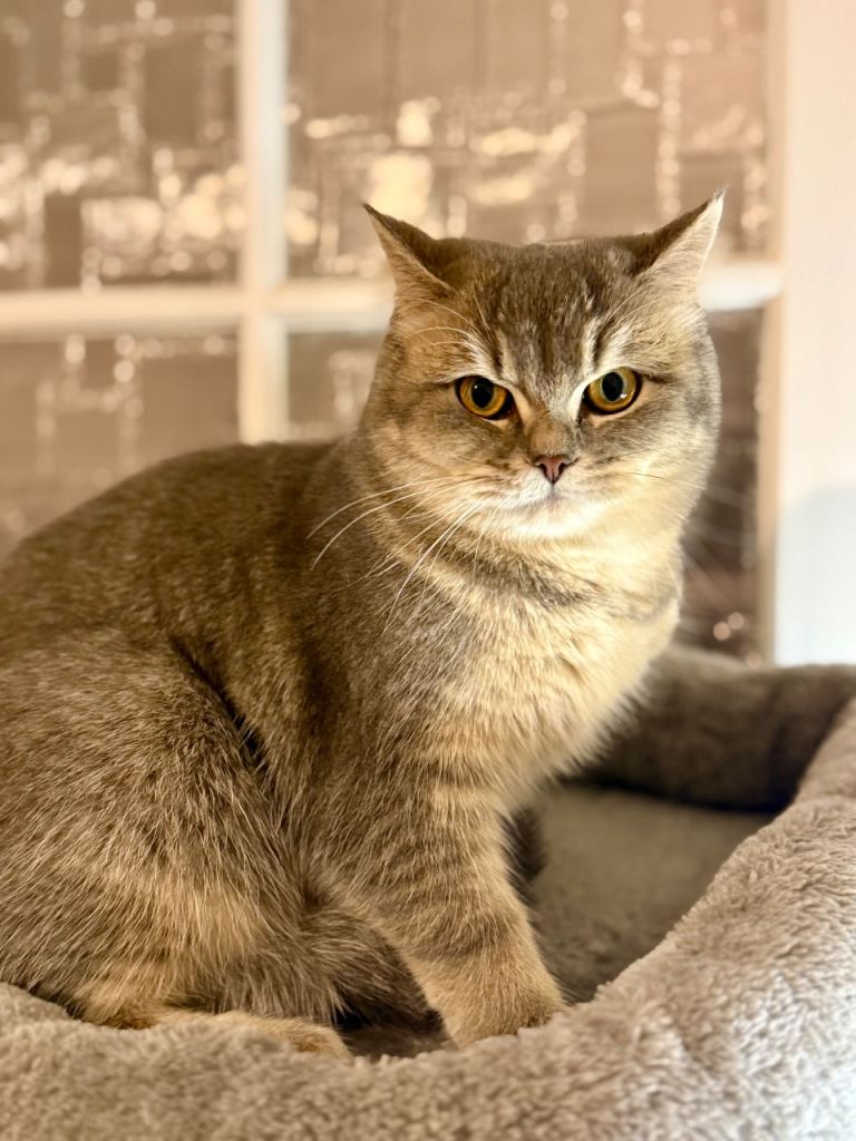 British shorthair kitten - 6 months old. 