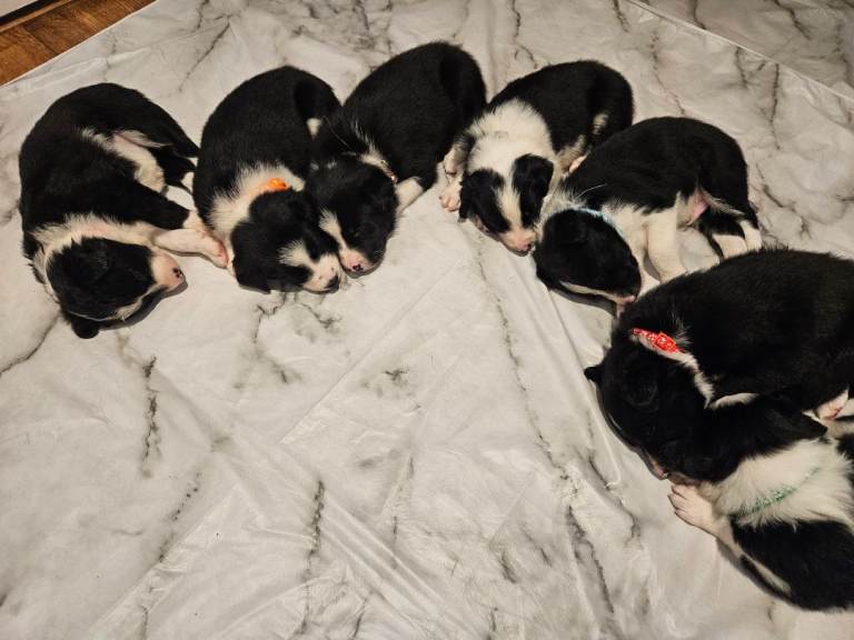 Border Collie Puppies – Boys & Girls – Ready 15 January