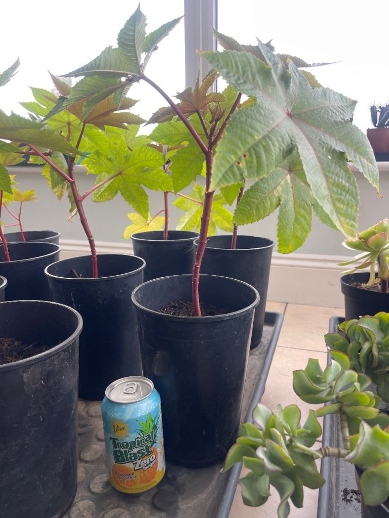Castor Oil Plants (Ricinus Communis) in Pots – As Good As New