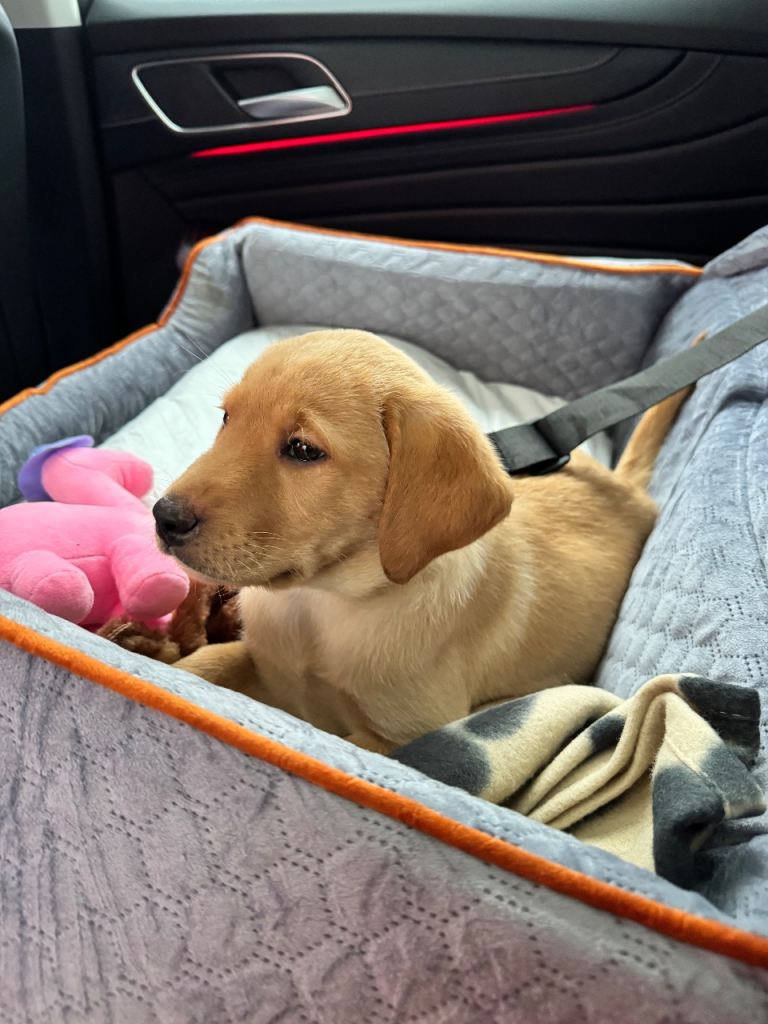 KC register Labrador puppy Reserve now 