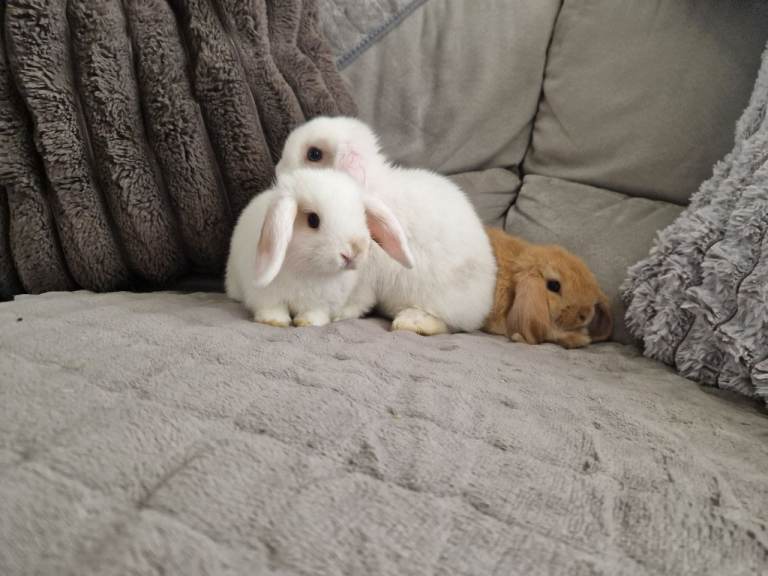 Three lovely baby mini lop girls available