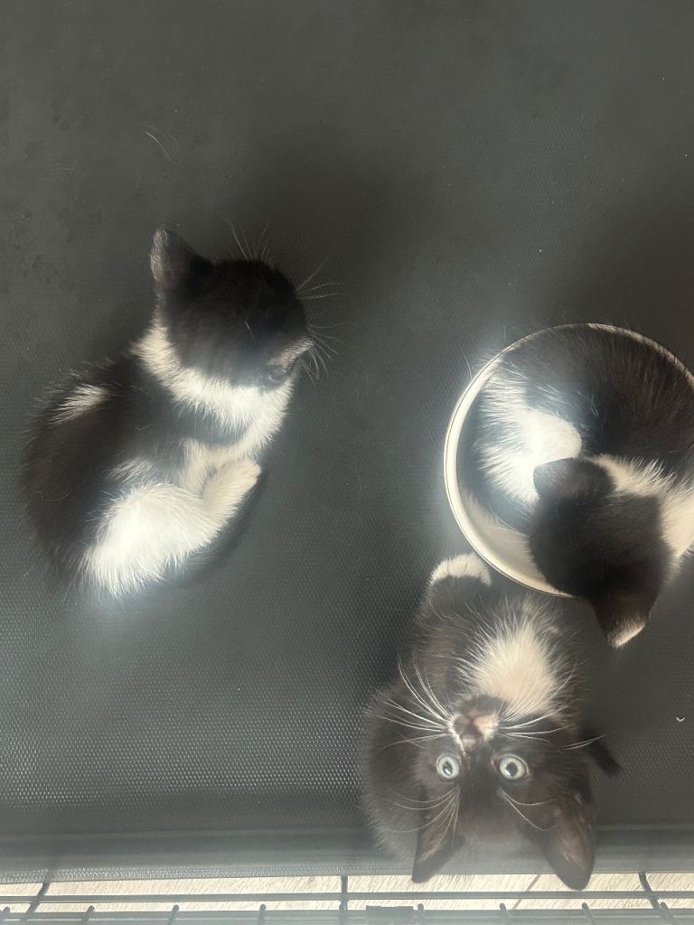 🐾 Beautiful Tuxedo Kittens Looking for Their Forever Homes 🐾