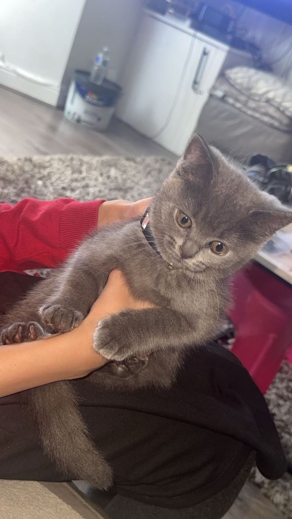 Kitten 