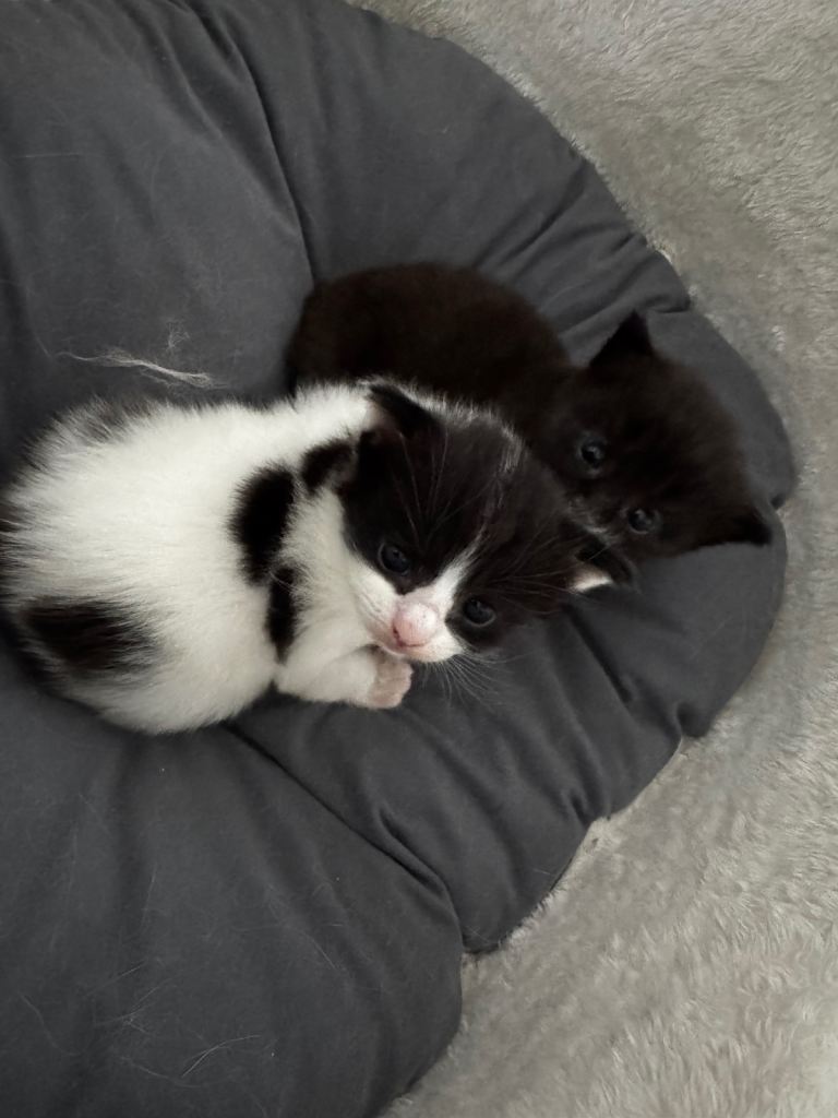 1 black female & 1 black & white male 