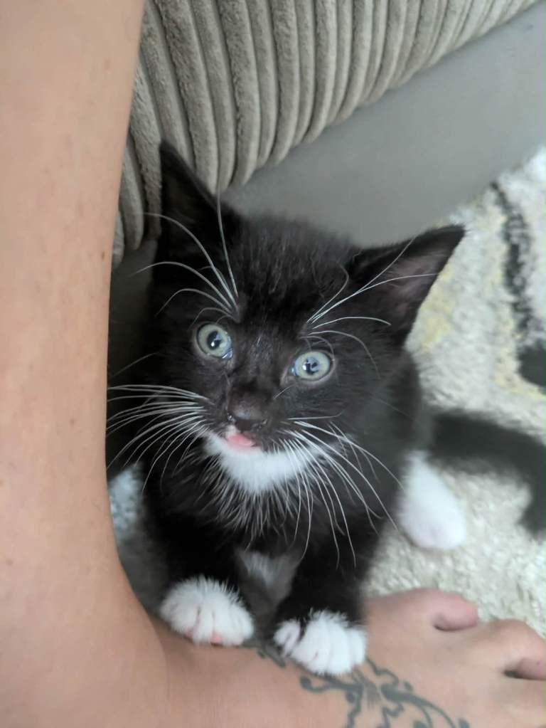 Kittens 