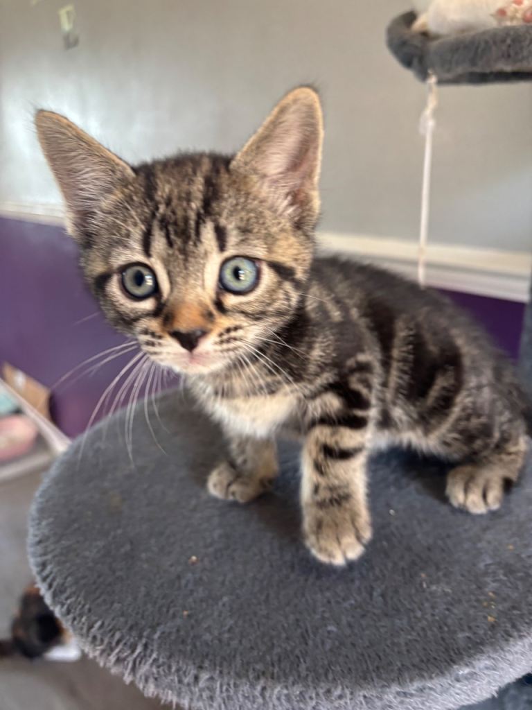 1female tabby left seen with mum Ready 19t h june