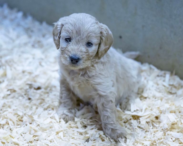 Cockapoo Pups for sale