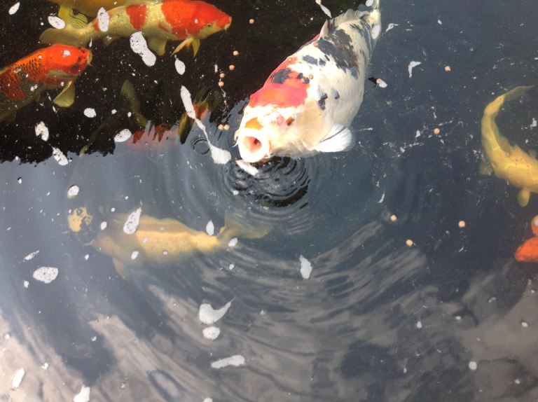 Japanese Koi needing good home