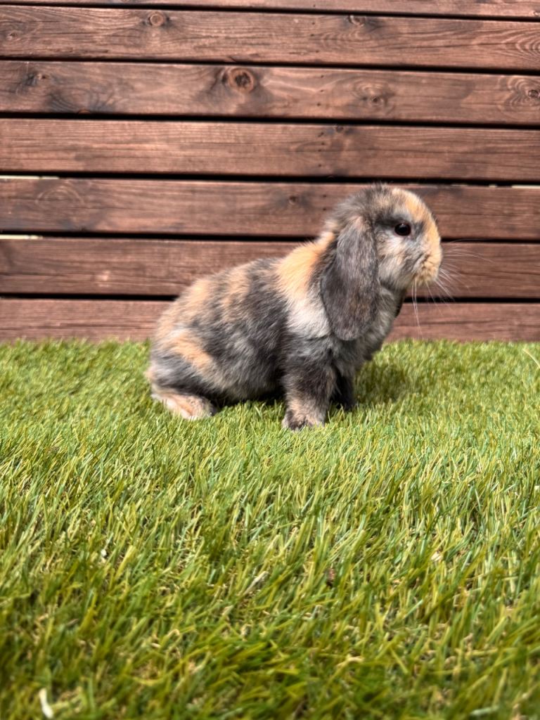 Mini lops rabbits