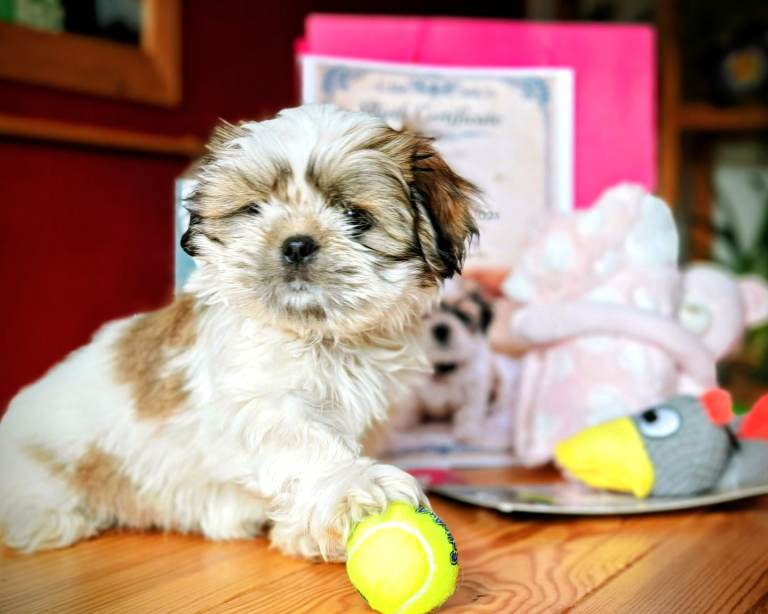 ♥️Adorable girl pure bread shih tzu ♥️