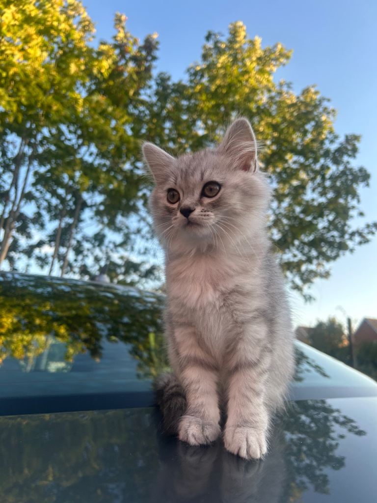 Cute Rare Kittens 