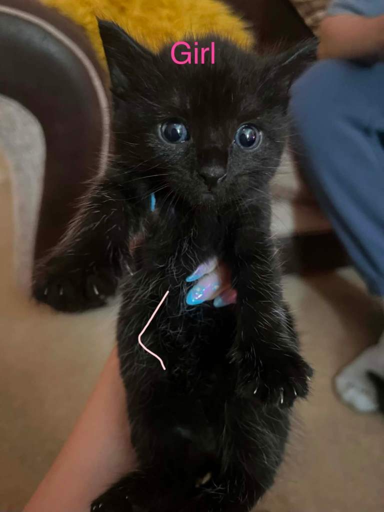 FLUFFY BEAUTIFUL STUNNING KITTENS 🤩🤩🤩