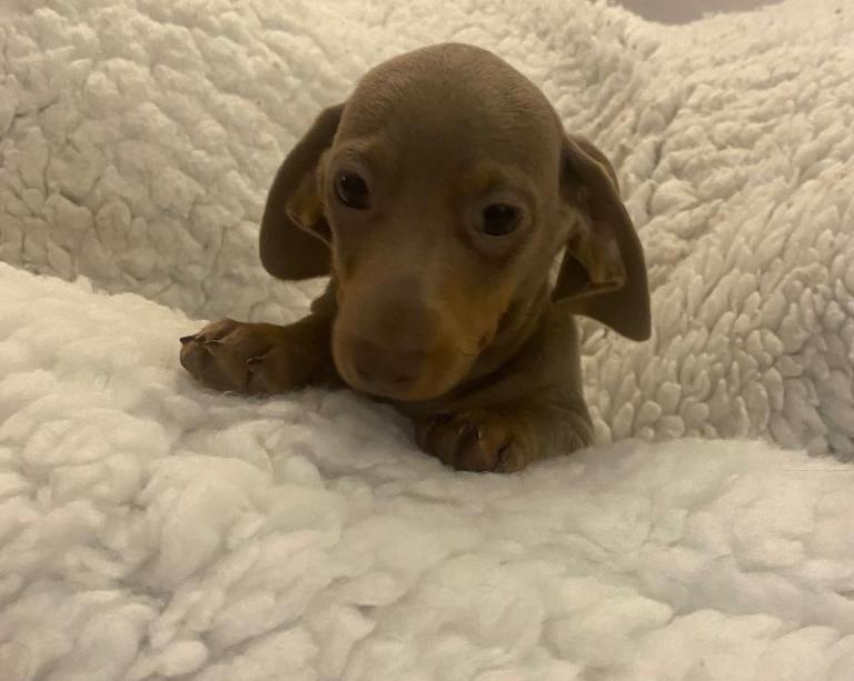 Last girl ready to go miniature dachshund 