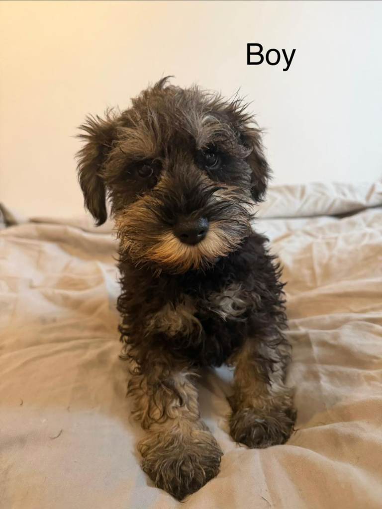 Beautiful Miniature Schnauzer ready now!