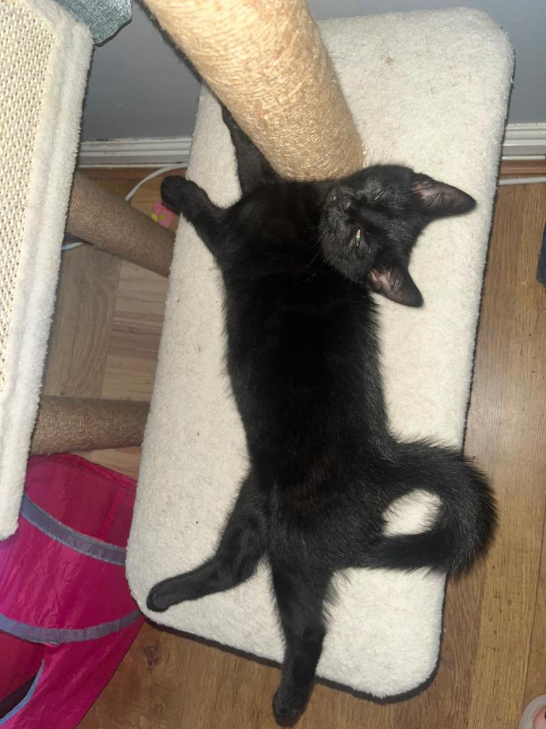 A loving very cuddly kitten